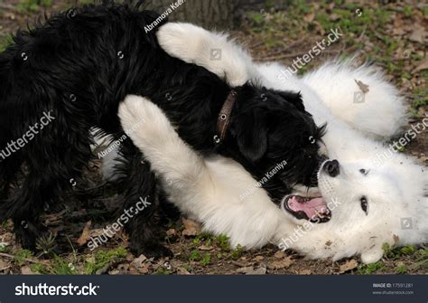 Samoyed Dog And Black Terrier Stock Photo 17591281