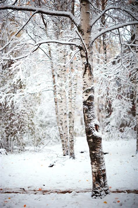 Winter Poetry Photograph By Jenny Rainbow Fine Art America