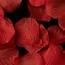 Bright Red Rose Petals  Color 5 100 Per Bag