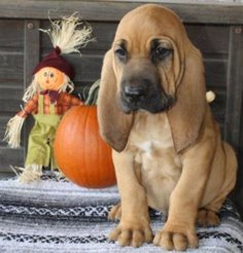 Sold to georgie in ky: Extra Beauty Bloodhound Puppies For Sale - Dogs & Puppies ...