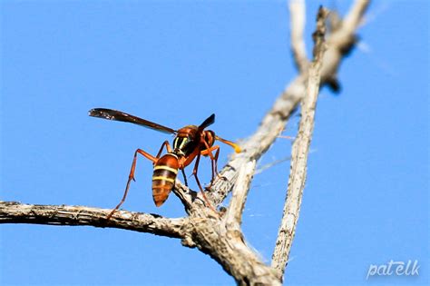 Paper Wasp Wildlife Den South African And Australian Wildlife