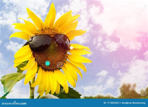 Sunflower Wearing Glasses With Blue Sky Background Stock Image Image Of Blue Landscape
