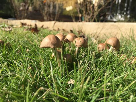 Texas Magic Mushroom Identification All Mushroom Info