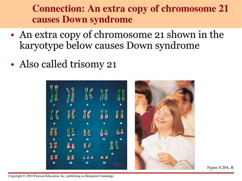 Ppt Meiosis Part 1 Powerpoint Presentation Free Download Id2128503