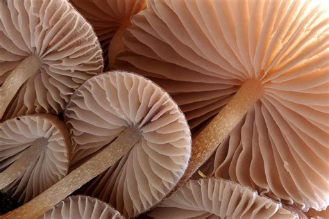 How To Photograph Fungi Nature Ttl