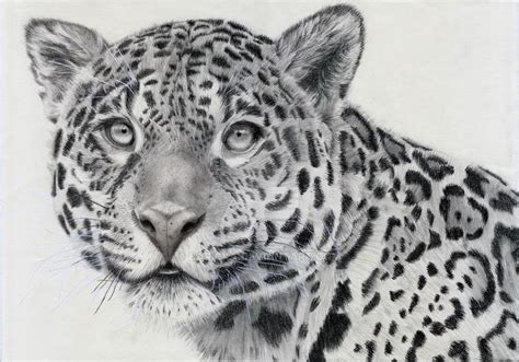 Jaguar By Baricka Tiger Sketch Animal Drawings Cats