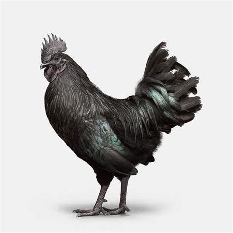 This is how heavy the chicken breast is. Black Kadaknath Live Chicken, Protein: 25%, 1.75 Kg, Rs ...