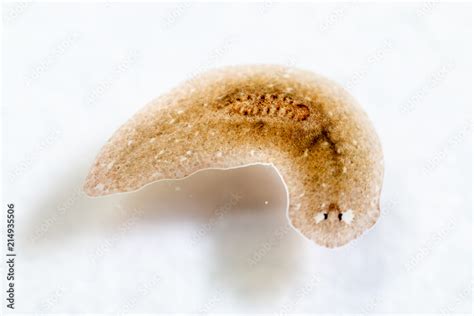 Planarian Parasite Flatworm Under Microscope View Stock Photo