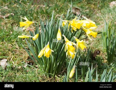Rare Daffodils Hi Res Stock Photography And Images Alamy