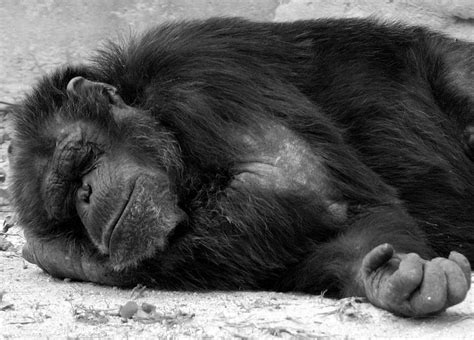 Sleepy Chimp Shutterbug