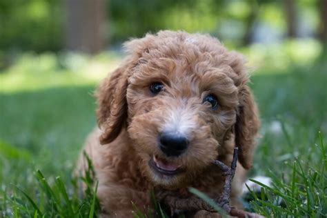 Goldendoodle Breed Information Temperament Puppies And Pictures All