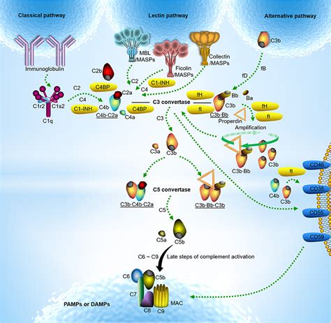 Frontiers | Pentraxins in Complement Activation and Regulation | Immunology