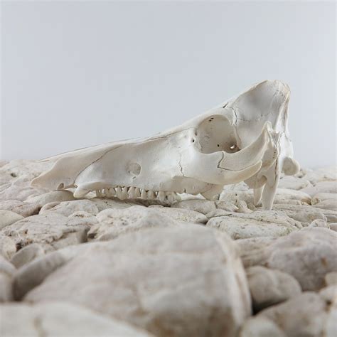 Wild Boar Skull Medium Size Etsy
