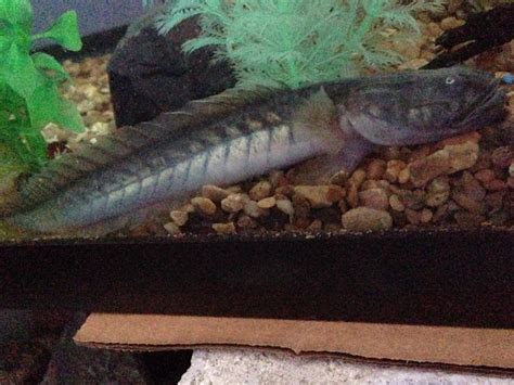 Im Adding Shrimp To My Dragon Goby Tank Will They Get Eaten If I Keep The My Aquarium Club