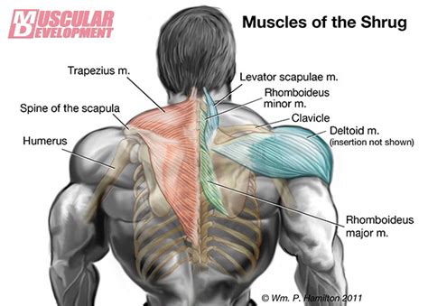 Shoulder ПЛЕЧИ The Path To Massive Traps The One Neglected