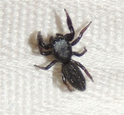 Black Jumping Spider Sp Metacyrba Taeniola Bugguidenet