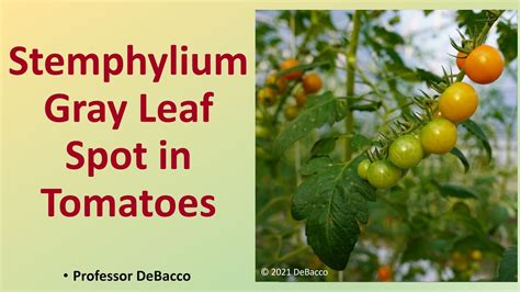 Stemphylium Gray Leaf Spot In Tomatoes Youtube