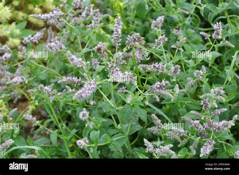 In The Wild Grows Mint Long Leaved Mentha Lonolia Stock Photo Alamy