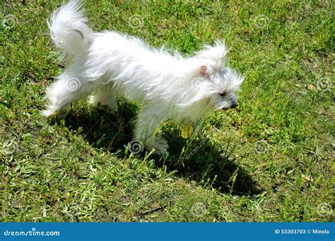 Smal White Dog Stock Image Image Of Smal Outdoors Care 53303703