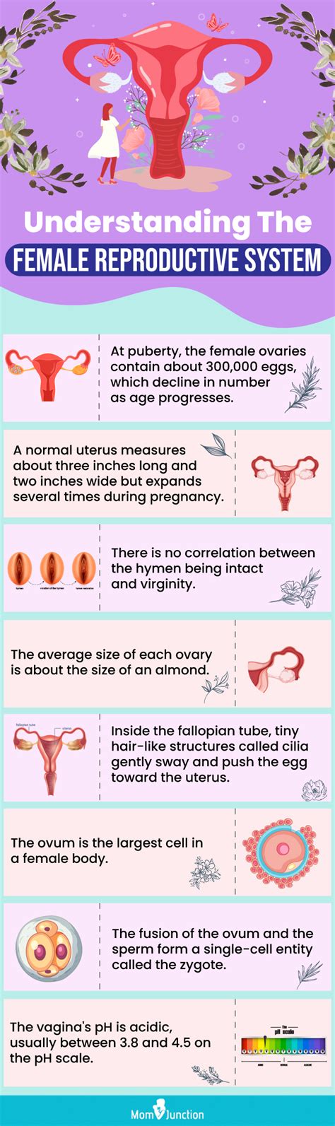 Female Reproductive System Anatomy Infographic Template Infografolio Ph