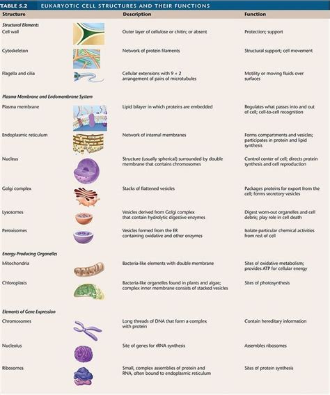 Functions Of Cell Organelles Chart