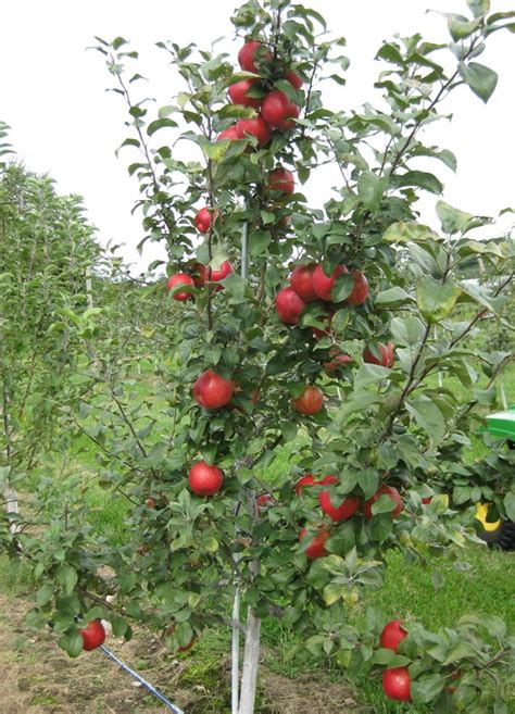 Honeycrisp apple trees (malus pumila) were developed by the university of minnesota in the 1960s to provide growers with a hardy tree that produces crisp, succulent apples. Apple Trees Dwarf Varieties ; Gala, Granny Smith, Golden ...
