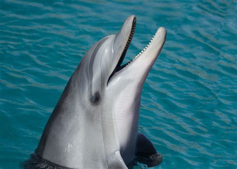 Echolocation 101 How Dolphins See With Sound