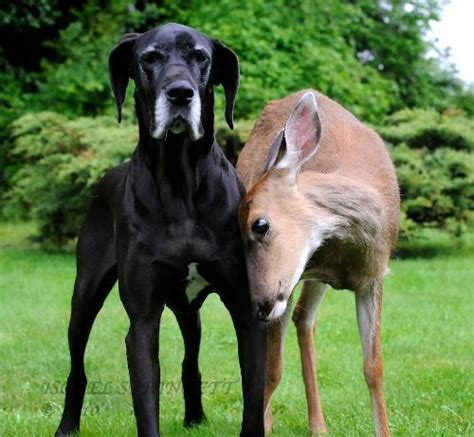 White Wolf Animal Odd Couples Kate And Pip Great Dane And Deer Are
