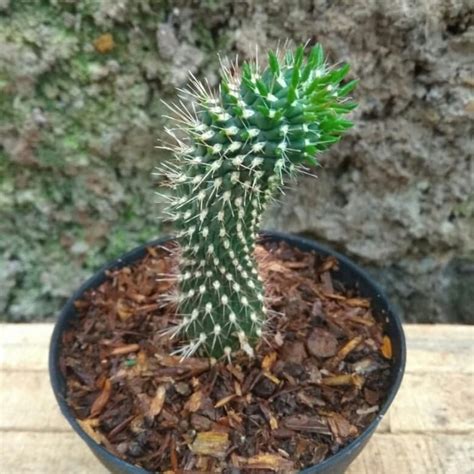 Dekorasi kaktus unik & lucu. Jual kaktus sekulen kaktus unik - Kab. Bandung Barat - susantikaktus | Tokopedia