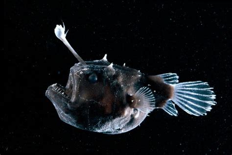 Lesson Of The Day ‘the Creepy Anglerfish Comes To Light Just Dont