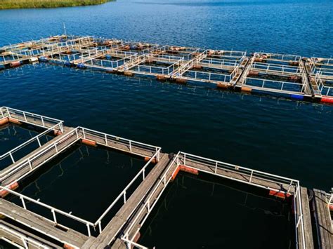 A Comprehensive Guide To Sustainable Shrimp Farming