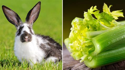 Can Rabbits Eat Celery Is It Safe Or Healthy For Them