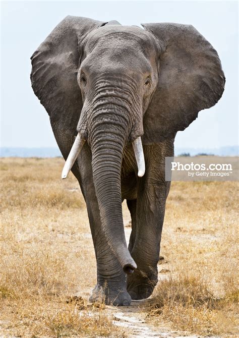 Male African Elephant Walking By Mike Hill Elephants Photos Elephant