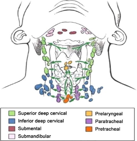 Lymphatic Drainage Of Thyroid And Lymph Node Levels In Neck World My