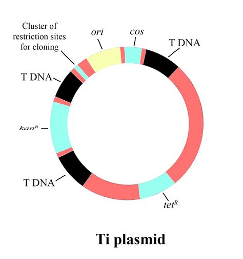 Plasmids Are Suitable Vectors For Genetic Cloning Asa They Are