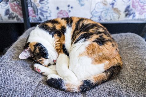 8 Questions About Calico Cats — Answered Catster