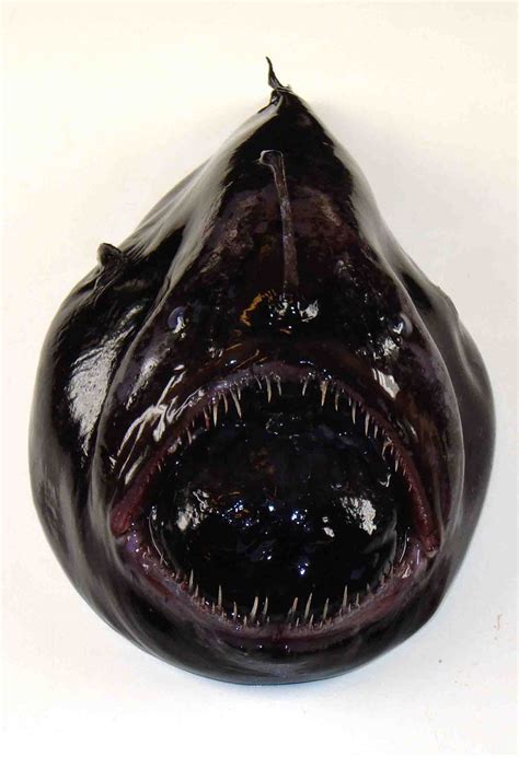 The 27 Best Deep Sea Species 19 Black Devil Anglerfish Deep Sea News
