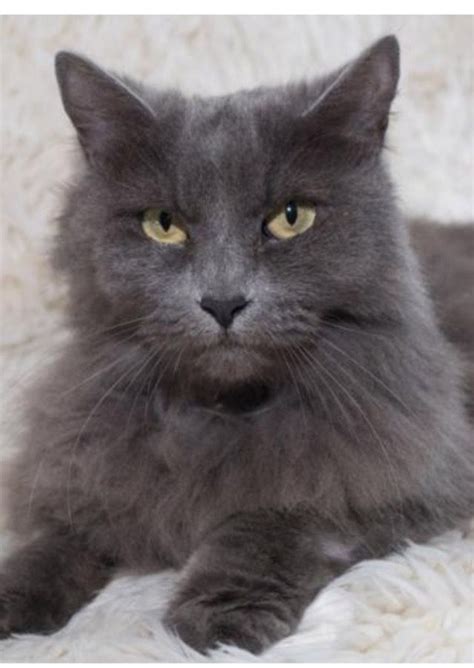 This is a realistic look at the process of searching for free maine coon kittens and it is not then you have the cost of adoption from a rescue center, say $175. Pin on CALIFORNIA Rescue