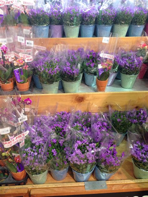 Whereas nutella is a ufc fighter punishing your tastebuds. Purple flowers from Trader Joe's | Flowers, Plants