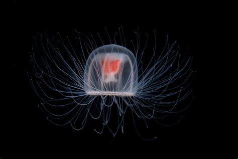 The Immortal Jellyfish Plugon