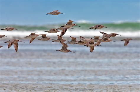 Free high resolution images birds flying, animal, bird, group, nature, sky. Free photo: Group of Birds - Animal, Bird, Flight - Free ...