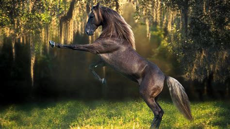 Free Download Horse Wallpaper Beautiful Hd Wallpaper With 1920x1080