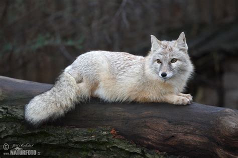 Corsac Fox Photos Corsac Fox Images Nature Wildlife Pictures