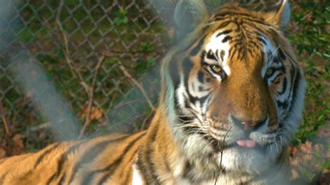 Carolina Tiger Rescue Gives Tigers And Big Cats A Second Chance Abc7