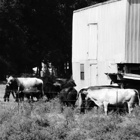Country stuff! | Photography, Pictures, Animals
