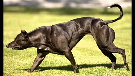 These Are 10 Most Muscular Dog Breeds In The World Youtube Otosection