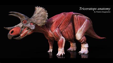 Triceratops Anatomy By Vitamin Imagination Youtube