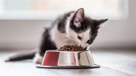 A Guide To Kitten Nutrition Advice Hub Pets Corner