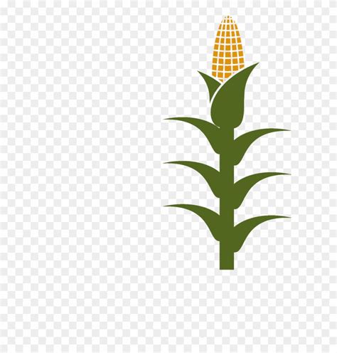 Corn Stalk Drawing Here You Can Explore Hq Corn Stalk Transparent