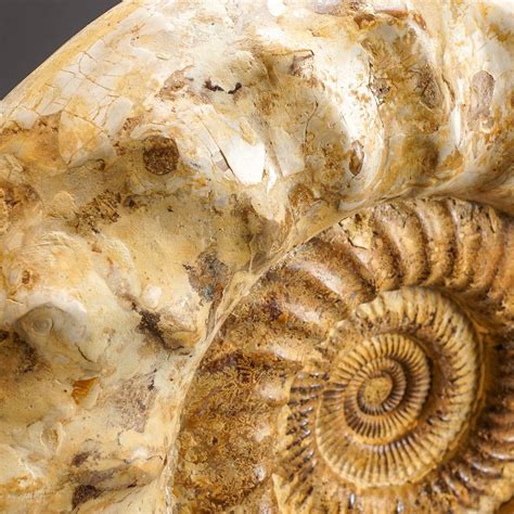 Giant Ammonite Fossil Astro Gallery Touch Of Modern